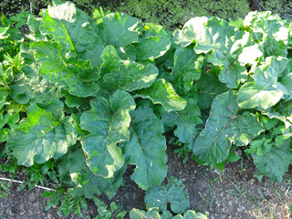 young juicy and powerful broad burdocks grow in spring