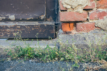 weeds in front of a dilapidated house wall