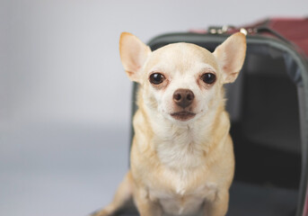 brown chihuahua dog sitting and looking at camera in front of  traveler pet carrier bag on white  background with copy space.  Safe travel with animals.