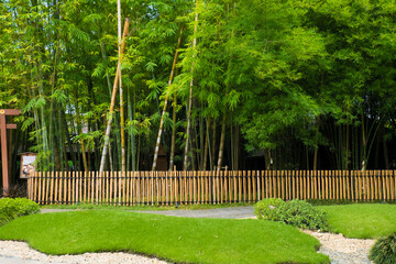 Green Bamboo branch in bamboo forest,chinese bamboo.