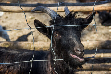 a black goat looking through the iron fence