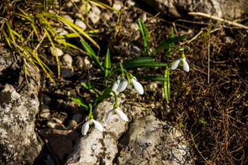 a white flowers of blooming snowdrop (galanthus nivalis) in the park