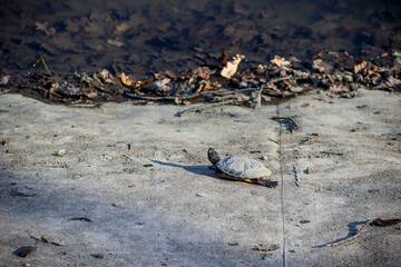 a red-eared slider turtle (trachemys scripta elegans) at the bottom of a dried-up pond