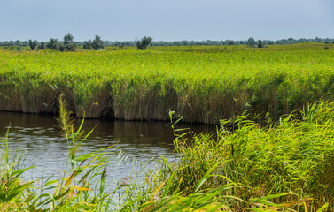 a wide reed marshland in Ukrainian part of Danube delta, Ukraine