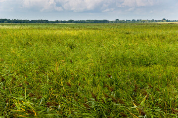 a wide reed marshland in Ukrainian part of Danube delta, Ukraine