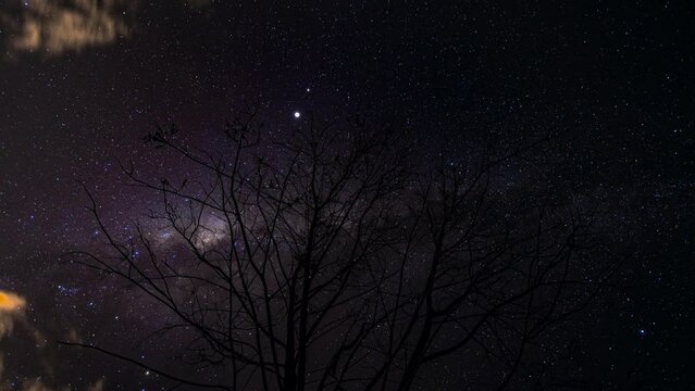 Dead tree under the Milky Way. Northern Territory, Australia.