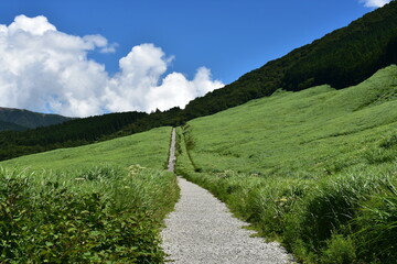 仙石原すすき草原