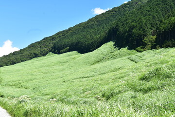 仙石原すすき草原