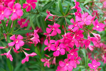 Beautiful vivid pink oleander flowers on blur green leaves background