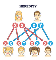 Heredity as genetic hair heritage from biological parents outline diagram. Educational explanation with scheme from mother and father traits to son and daughter characteristics vector illustration. - obrazy, fototapety, plakaty