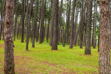 Pine tree garden at Silvicultural Research Station in chiangmai,Suan son Bo Kaew Pine Park.