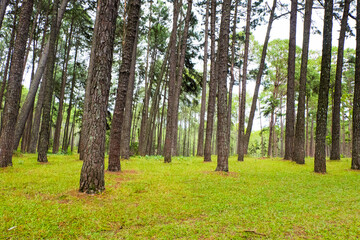 Pine tree garden at Silvicultural Research Station in chiangmai,Suan son Bo Kaew Pine Park.