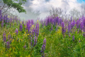 purple lupine field blooming in the fog. beautiful summer nature scenery in the morning. cloudy sky