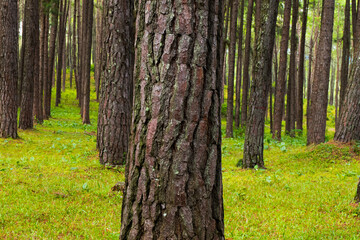 Pine tree garden at Silvicultural Research Station in chiangmai,Suan son Bo Kaew Pine Park.