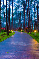 Road through at Tropical rainforest with fog,pine forest.