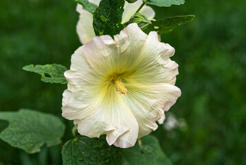 Yellow mallow flower close up