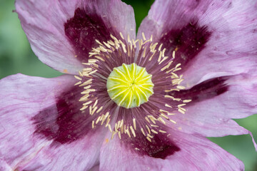 field of lila poppy blossoms, opium poppy papaver somniferum - obrazy, fototapety, plakaty