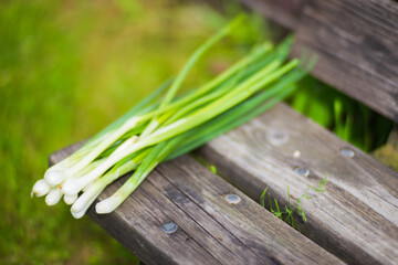 Fresh green onions harvested from the garden bed. The concept of healthy food with vitamins