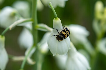 macro photography of an insect on a white flower