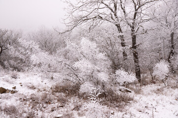 Fototapeta premium Trees covered with white snow.