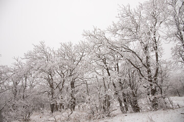 Fototapeta na wymiar Trees covered with white snow.