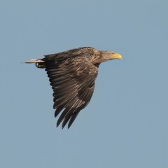 White tailed eagle