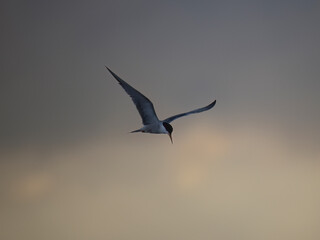 Tern  in flight