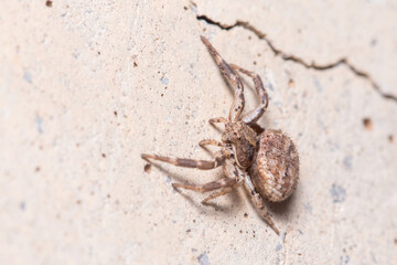 Xysticus sp. spider posed on a concrete wall waiting for preys