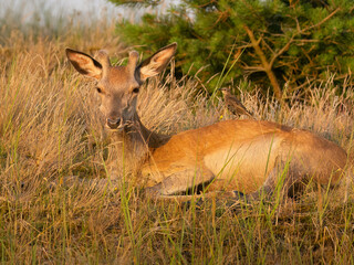 roe deer in the forest