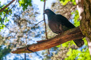 a pigeon sitting on a tree branch