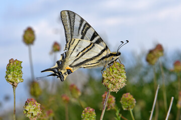 Sail swallowtail (Iphiclides podalirius) on great burnet  (Sanguisorba officinalis) // Segelfalter auf Wiesenknopf