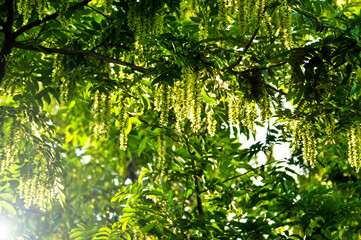 green leaves in the forest