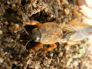  grilo toupeira europeu (Gryllotalpa gryllotalpa)