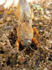  grilo toupeira europeu (Gryllotalpa gryllotalpa)