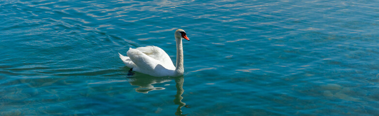 beautiful swan on a river