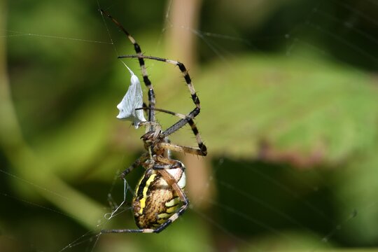 une araignée Épeire fasciée emballe sa proie