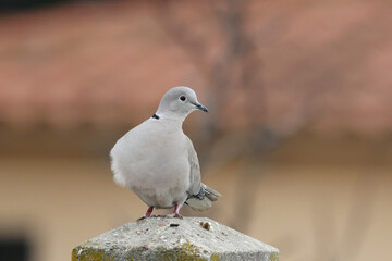Retrato de una paloma