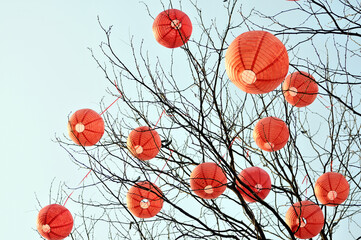 chinese lanterns on the tree