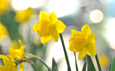 Fototapeta premium yellow daffodil flower