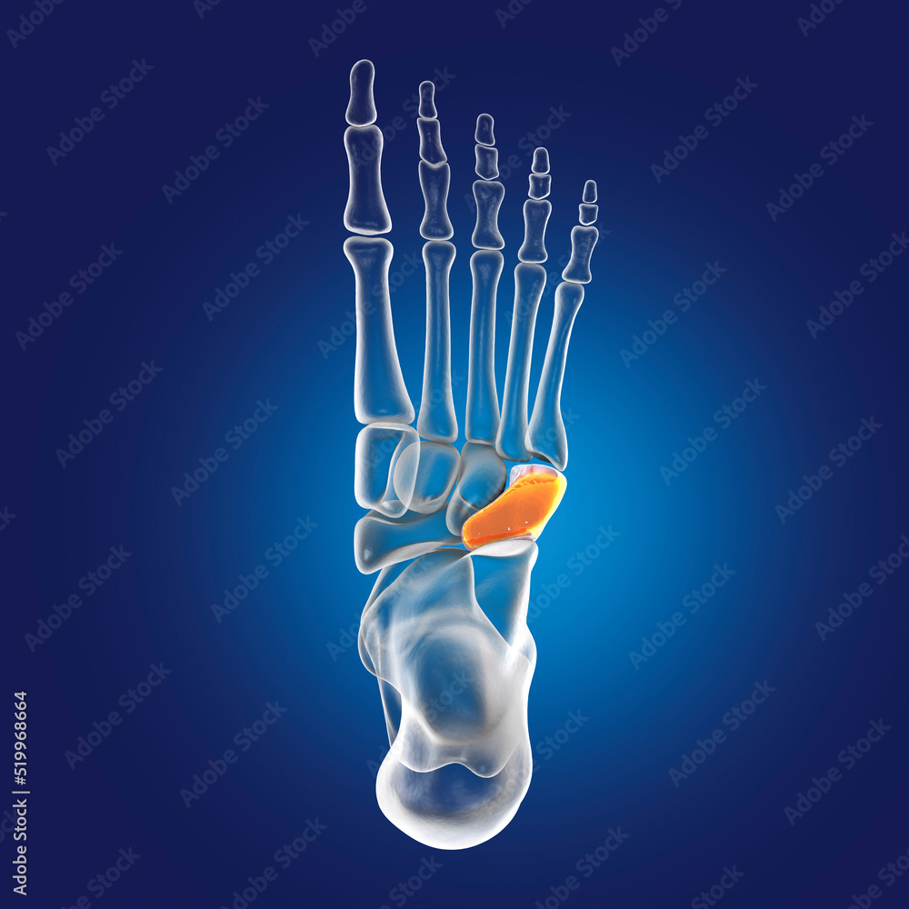 Wall mural Human foot anatomy. Cuboid bone of the foot