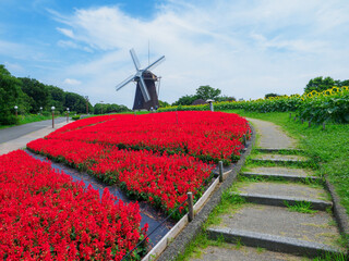 花博記念公園鶴見緑地の風車の丘に咲くサルビア