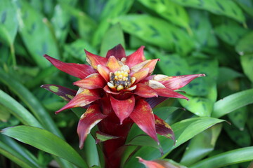 Cambodia. Guzmania lingulata, the droophead tufted airplant or scarlet star, is a species of flowering plant in the family Bromeliaceae, subfamily Tillandsioideae.