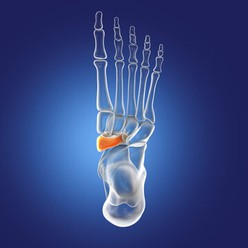 Human foot anatomy. Navicular bone of the foot