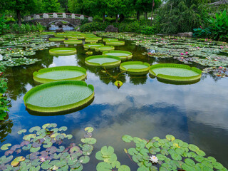 池に浮かぶオオオニバス