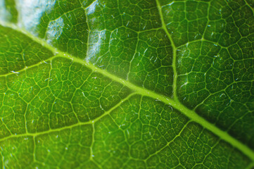 Blooming white rhododendron in the highlands, close-up
