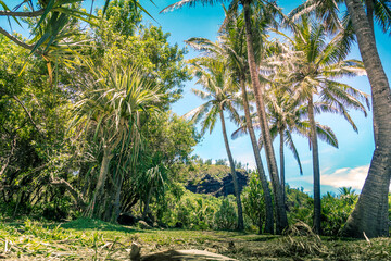 Obraz premium trees in the garden