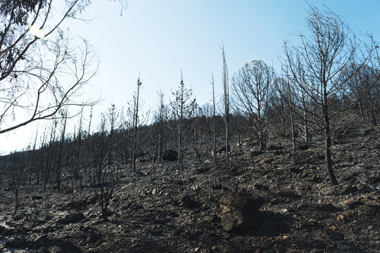 Aftermath the forest fire at Derya site Seferihisar Doganbey Turkey, Burnt trees in the frame