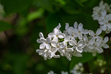 A branch of blooming white lilac flower on a green background in a spring sunny day macro photography. Small white sirynga vulgaris flowers on a branch of a flowering plant close-up photo.