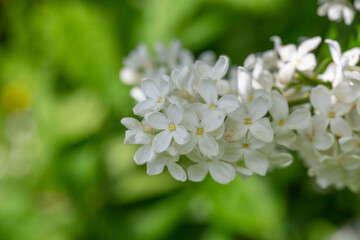 A branch of blooming white lilac flower on a green background in a spring sunny day macro photography. Small white sirynga vulgaris flowers on a branch of a flowering plant close-up photo.