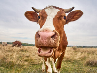 Funny cow looks at the camera.